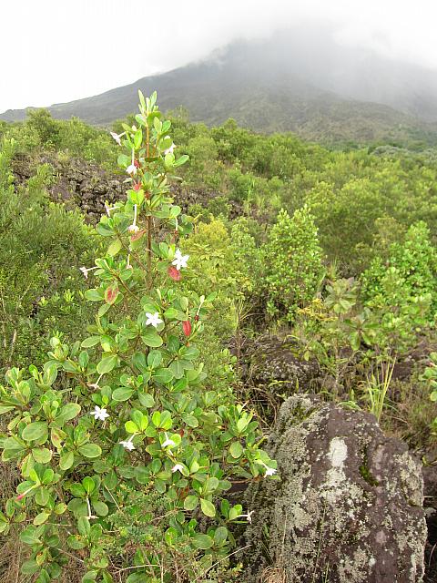 IMG 7474