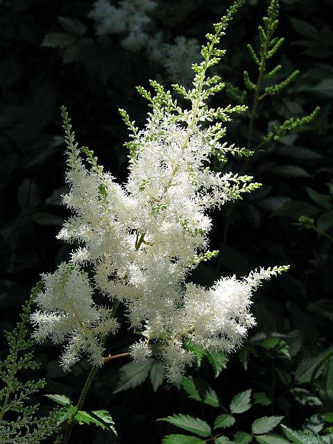 201107 1132