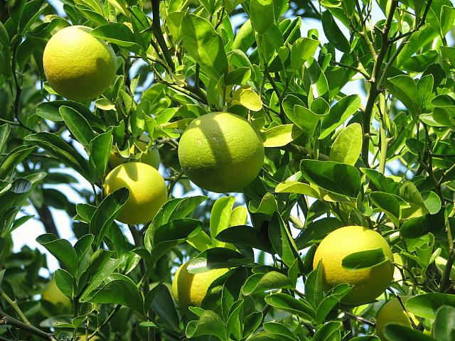 Citrus