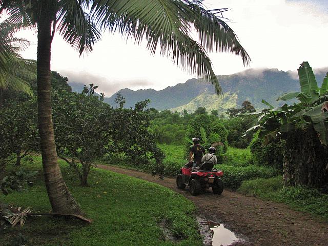Lush & green!