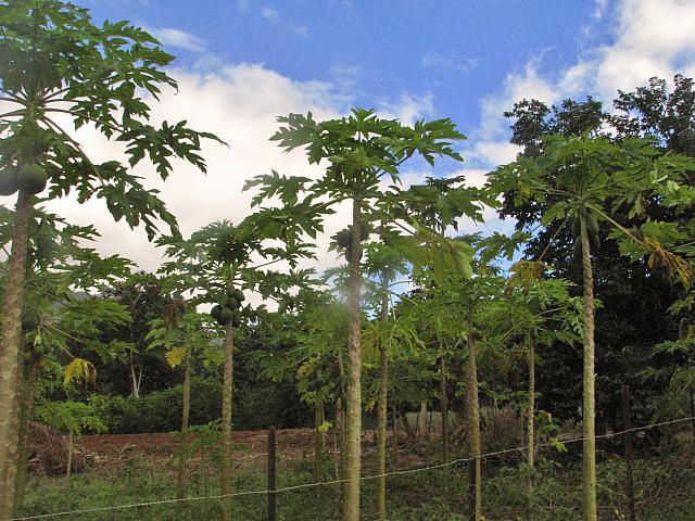 Papayas