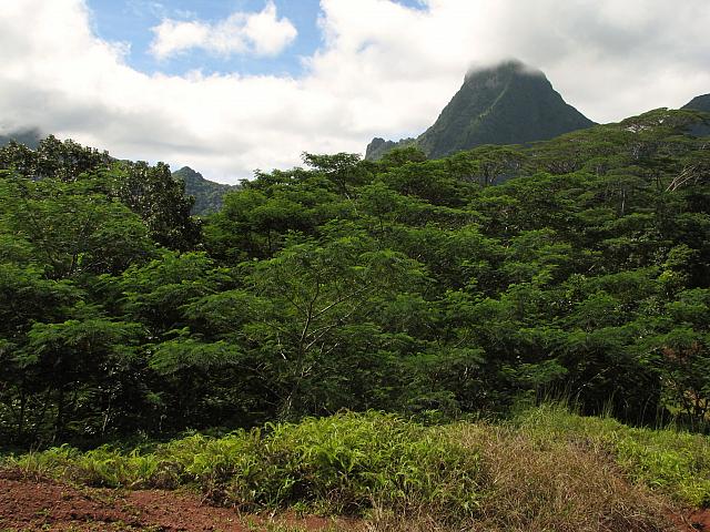 Moorea