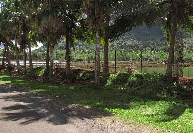 Shrimp farm
