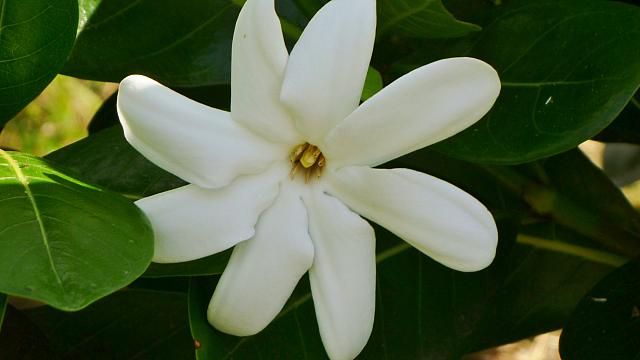 Tiare.  Wonderfully fragrant!