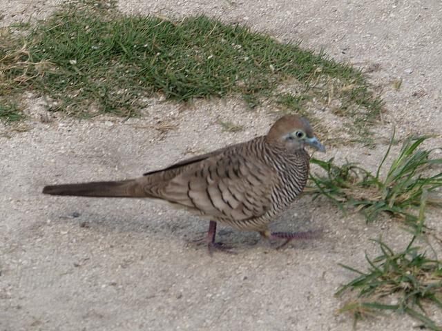Wild dove