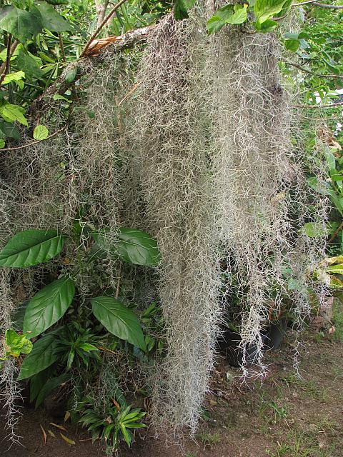 This 'Spanish moss' is neither moss nor lichen.  It is an epiphyte which gets its nutrients and water from air and rainfall.  In French Polynesia, pieces are hung on chain link fences where they grow and decorate the fence.