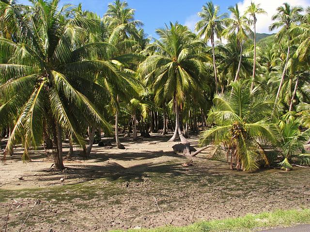 Coconut plantation
