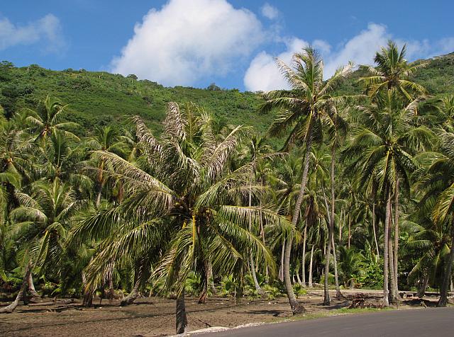 Coconut plantation