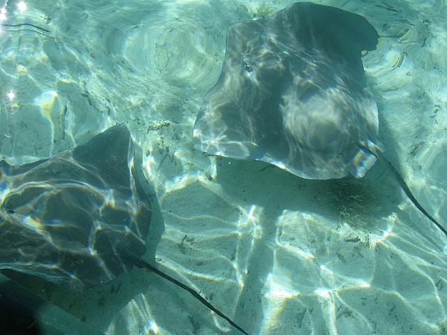 Stingrays