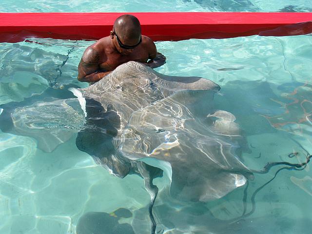 Our guide getting up close and personal with a stingray