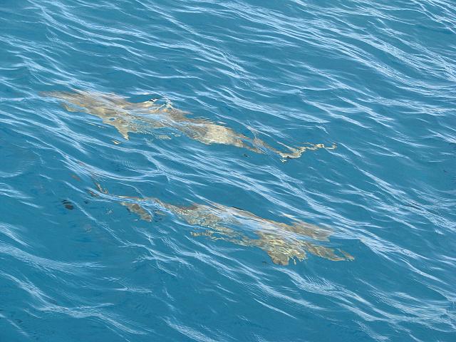 Blacktip reef sharks.  Only two of the eight of us in the boat got into the water...inside the 'outrigger'.  Our guide tossed the bait fish away from us.
