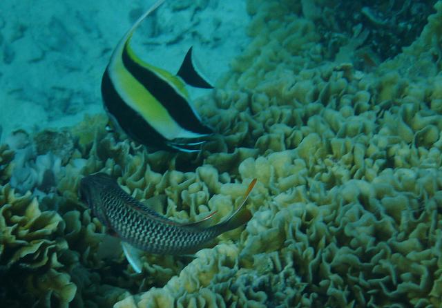 Snorkeling