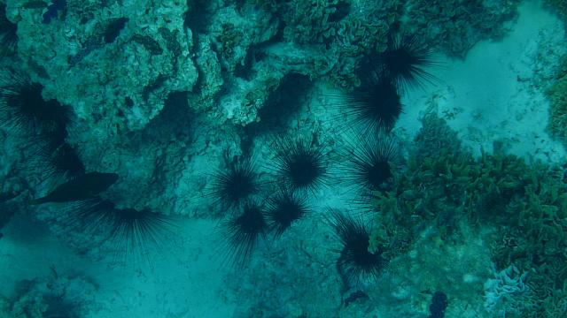 Black urchins