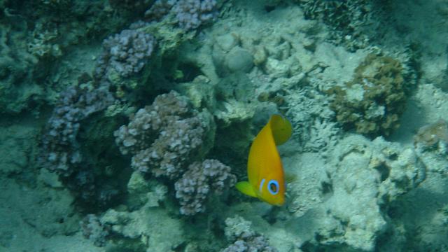 Snorkeling