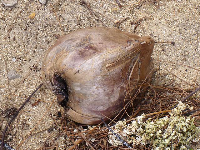 Coconut