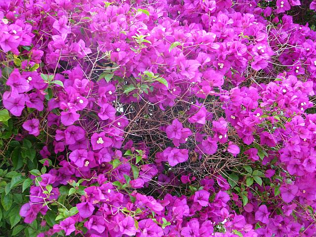 Bougainvillea in Venice Beach