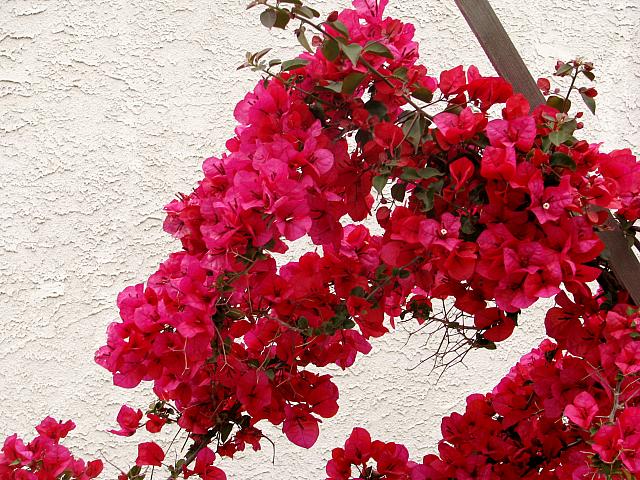 Bougainvillea