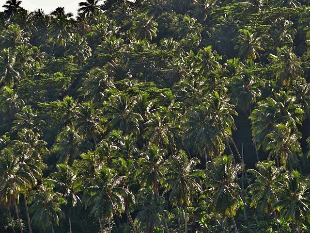 Coconut palms