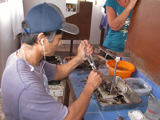 ...and if that oyster produced a good pearl, it gets a new 'bead' to coat