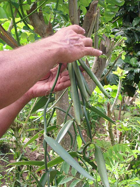 Vanilla is an orchid...these are the seed pods