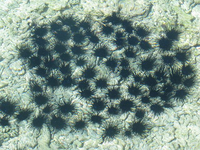 Baby urchins