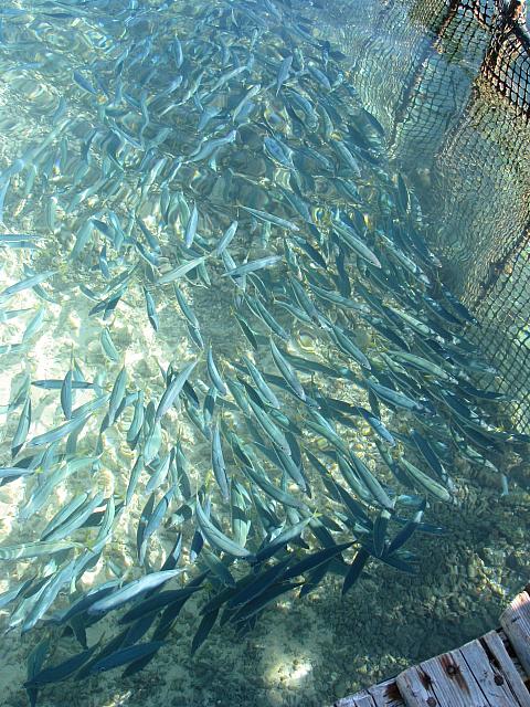 Baby fish in pen by motu