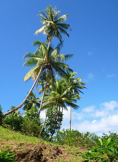 Palms