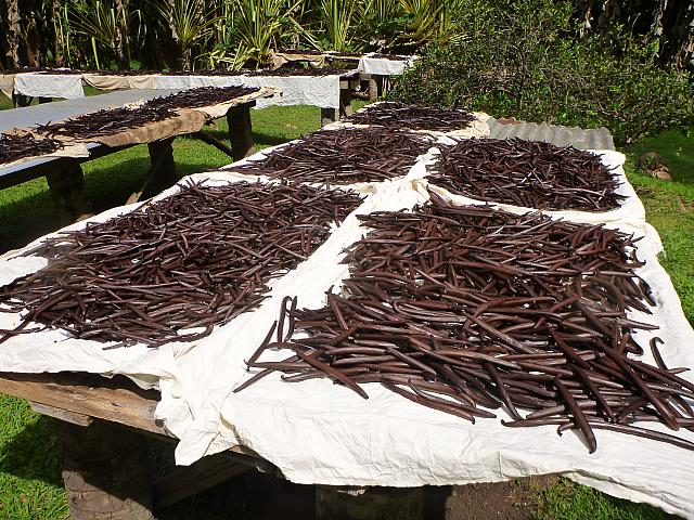 Vanilla beans drying