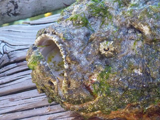 A face only a mother stone fish could love....