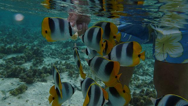 Bruno offers banana to butterfly fish