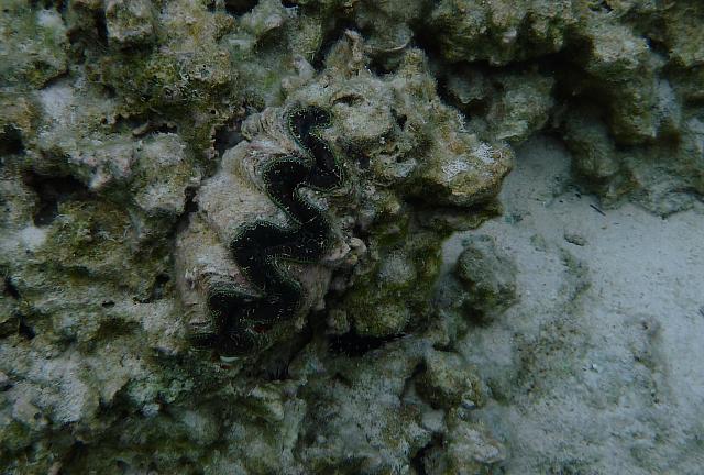 Clam