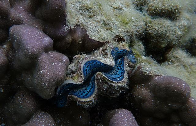 Beautiful blue-lipped clam