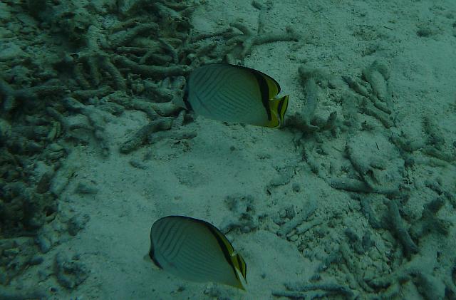 Butterfly fish