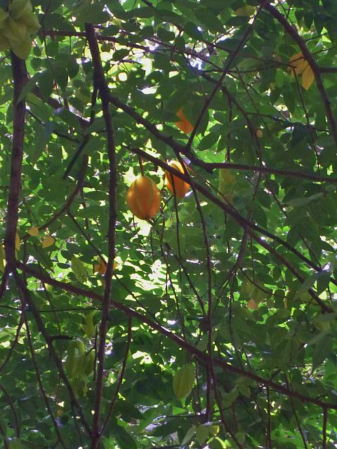 Star fruit