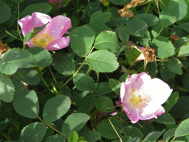201306 046