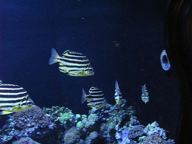201306 129