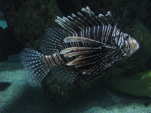 201310SW 950