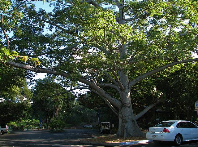 201312HawaiiA 161