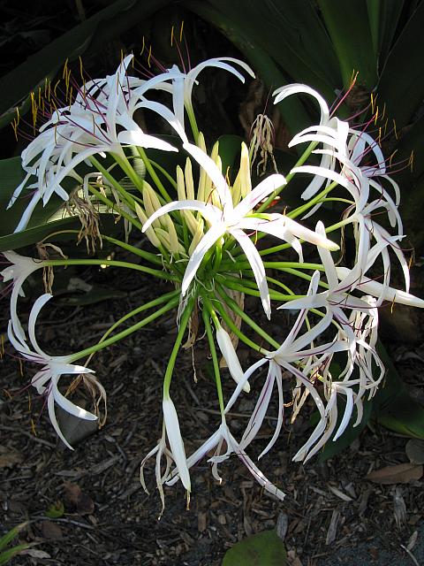 201312HawaiiA 177