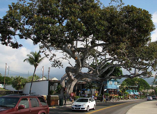 201312HawaiiA 538