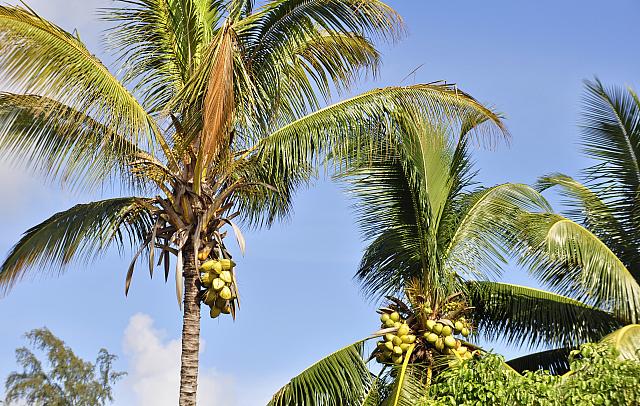 201312 Hawaii C 010