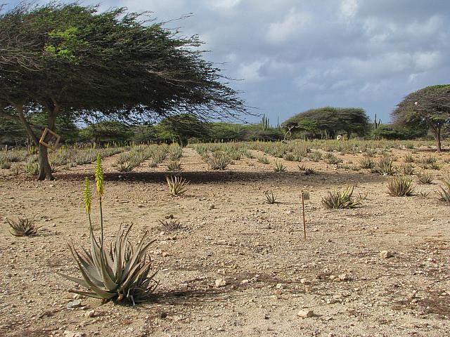 201402Carib 434