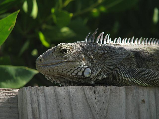201402Carib 526