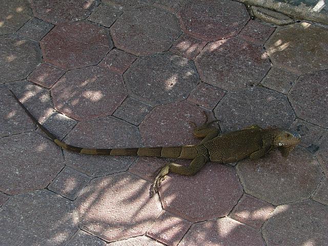 201402Carib 537