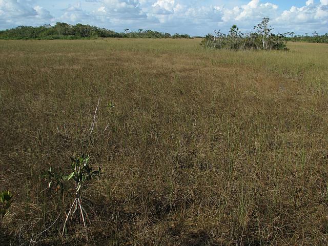201402Carib 1313