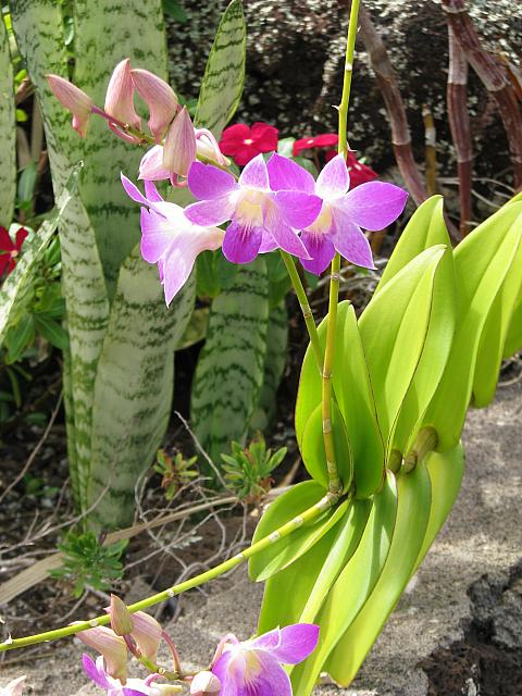 201501 Hawaii 191