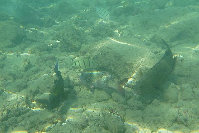201501 Hawaii 802