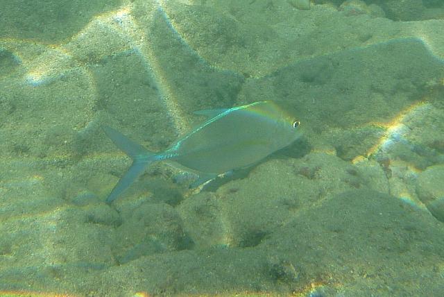 201501 Hawaii 818