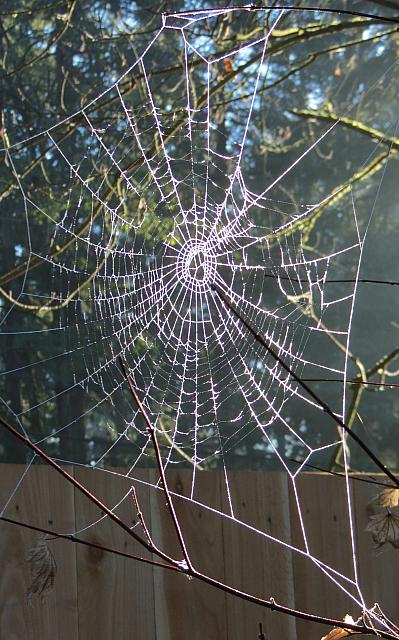 2015Thanksgiving 094