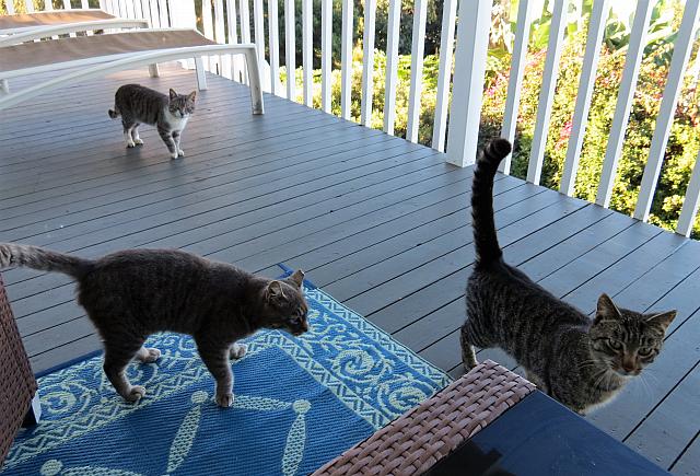 IMG 6461